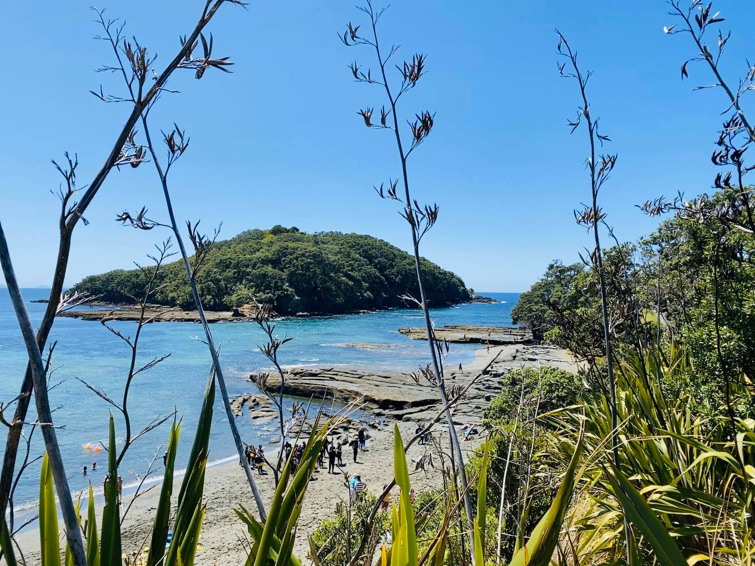 Goat Island New Zealand 4